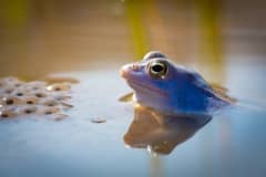 Skokan ostronosý - Rana arvalis - Moor frog