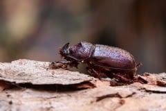 Nosorožík kapucínek - Oryctes nasicornis - rhinoceros beetle