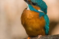 Common kingfisher - Alcedo atthis - Ledňáček říční