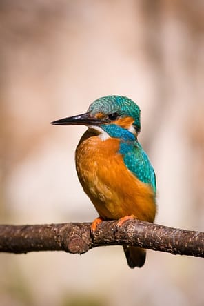 Common kingfisher - Alcedo atthis - Ledňáček říční