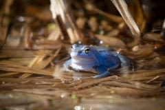 Skokan ostronosý - Rana arvalis - Moor frog