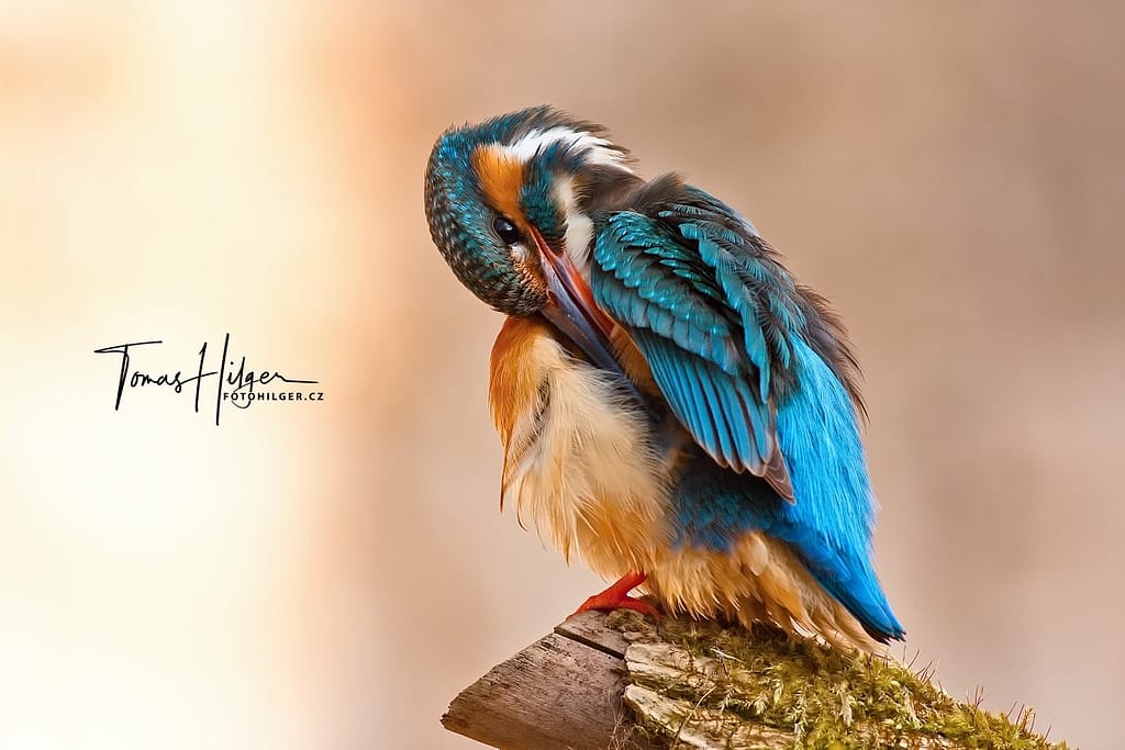 Ledňáček říční - Common kingfisher - Alcedo atthis