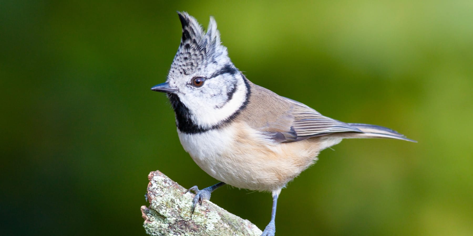 Zachyťte kouzlo přírody: 5 tipů pro lepší wildlife fotografie